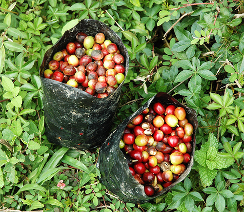 coffee 84158